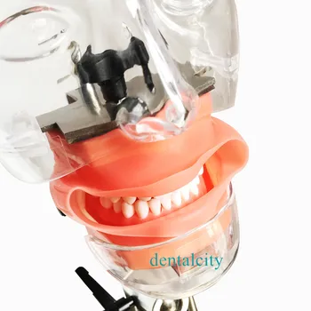 Galvos Modelį, Dantų simulator4000074621961 galvos maketo modelis su nauju stiliumi suolo tvirtinimas stomatologas mokymo modelį