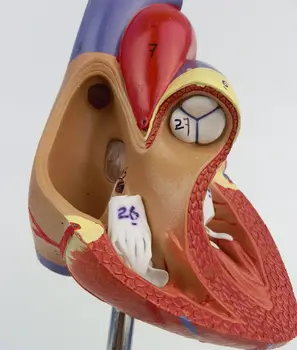 1:1 Žmogaus Anatomijos Širdies Anatomija Vidaus Organai Medicinos Organų Modelio Numeris Ženklas Emulational+Stovas Medicinos Mokslų Mokymo Išteklių
