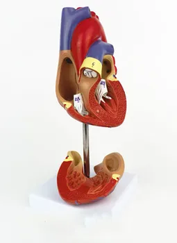 1:1 Žmogaus Anatomijos Širdies Anatomija Vidaus Organai Medicinos Organų Modelio Numeris Ženklas Emulational+Stovas Medicinos Mokslų Mokymo Išteklių