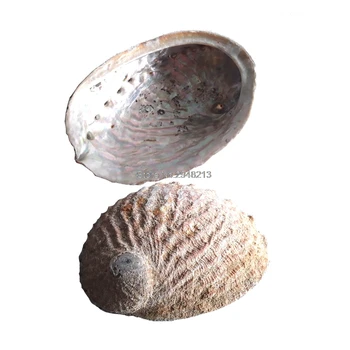 11cm-12cm B Klasės didmeninė Populiarus Gamtos Abalone Kriauklių Seashell Namų Akvariumas Kraštovaizdžio PASIDARYK pats Dekoras