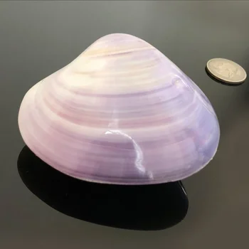 1PC 6-8cm 3D Gamtos Violetinė sea shell Beach Dekoro Seashell Žuvų bakas Akvariumas 