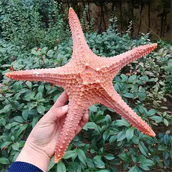 Didelių egzempliorių, kriauklių, jūros žvaigždžių 28-30cm gamtos myli dekoratyvinis Viduržemio namų žvaigždė apdailos gamtos žvaigždė