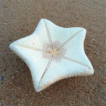 Didelių egzempliorių, kriauklių, jūros žvaigždžių 28-30cm gamtos myli dekoratyvinis Viduržemio namų žvaigždė apdailos gamtos žvaigždė
