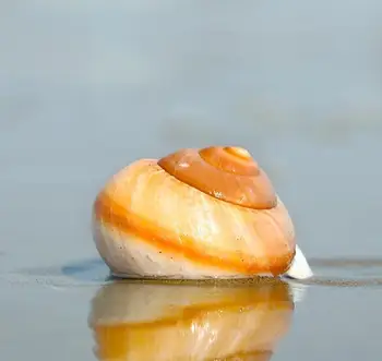 Duona Sraigė Gamtos Myli Shell Žuvų Bakas Kraštovaizdžio Akvariumo Apdaila Atsiskyrėlis Krabų Roll Moliuskų Lukštais Puodą Papuošalai Amatai