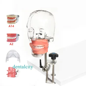Galvos Modelį, Dantų simulator4000074621961 galvos maketo modelis su nauju stiliumi suolo tvirtinimas stomatologas mokymo modelį