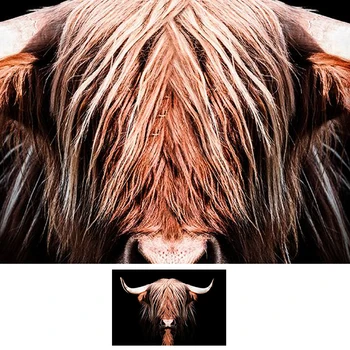 Juodos ir rudos spalvos ilgaplaukis škotijos galvijai Plakatas Gyvūnų drobė sienos nuotraukas kambarį Kambarį Apdailos Šiuolaikinio meno tapybos