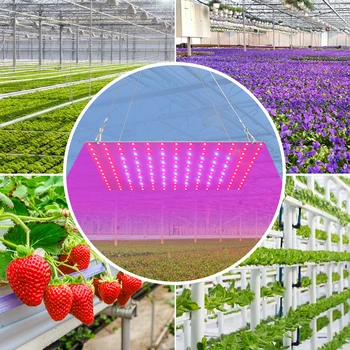 LED Augalų Lempos Augalams Gėlė Auga LED Lempa 20W 40W Hydroponics Sistemos Augimą Lauke LED Full spectrum Daigų Fito Lempa 220V