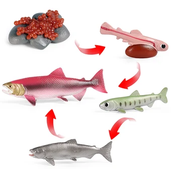 Oenux Vandenyno Jūrų Gyvūnų Modeliavimas Gyvybei Jūroje Lašišų Augimo Ciklo Modelis Veiksmų Skaičiai Miniatiūriniai Mokslo Pažinimo Vaikų Žaislas