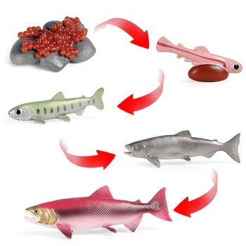 Oenux Vandenyno Jūrų Gyvūnų Modeliavimas Gyvybei Jūroje Lašišų Augimo Ciklo Modelis Veiksmų Skaičiai Miniatiūriniai Mokslo Pažinimo Vaikų Žaislas