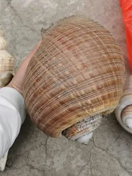 Retas big Myli Sea Shell Gamtos Seashell Pavyzdys Paplūdimio Dekoracija Namuose Jūrmylių Vestuvių Dekoro Akvariumas Kraštovaizdžio
